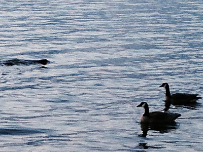 Jeff Cottam took this photo of geese waiting for Ogopogo.
