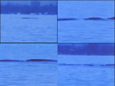 John Casorso was able to get a video of the creature and allowed us to use these stills taken from that video.